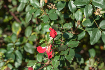 red rose bush