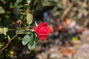 red rose in the garden