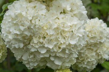 white flowers