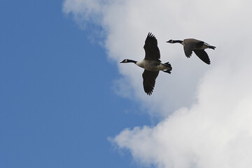 Two Canada Geese in flight, under a blue sky and a huge white cloud