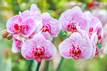 Beautiful white pink orchid or Phalaenopsis orchid flowers in garden blurry green nature background