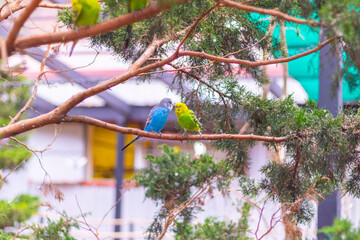 Two parrots 