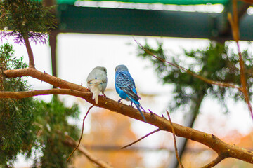 Two bird on a branch