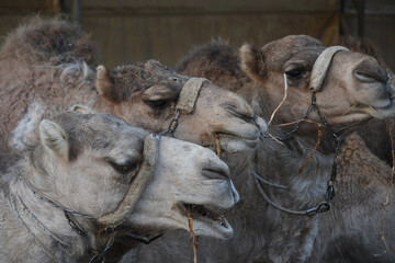 camels waiting to be fed.