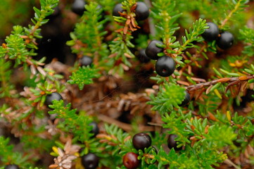 ripe crowberry berries on the Bush