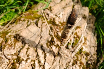 rusty metallic knife stuck on a tree, environmental issue