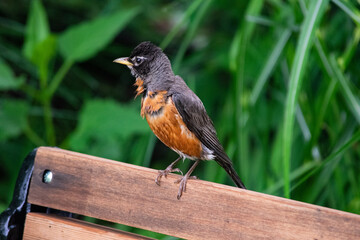 preening robin