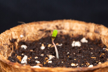Seed To Strain Cannabis (Aka Oregon Purple Thai) Seedlings 1 Days of vegetation planted in the...