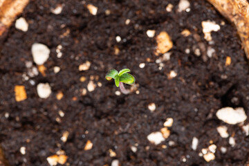 Seed To Strain Cannabis (Aka Oregon Purple Thai) Seedlings 1 Days of vegetation planted in the ground, cultivation in an indoor