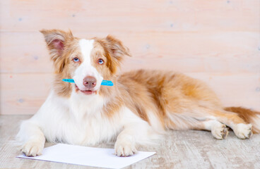 An Australian obchanka holds a pen in its teeth, next to it lies a read sheet of paper. Dog writing...