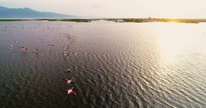 Spectacular straight down aerial view of a flock of Greater Flamingos. Lesser Flamingo, phoenicopterus minor, Group in Flight. Drone and Aerial view