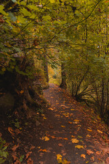 Leafy hiking trail path through autumn forest woods, Oregon