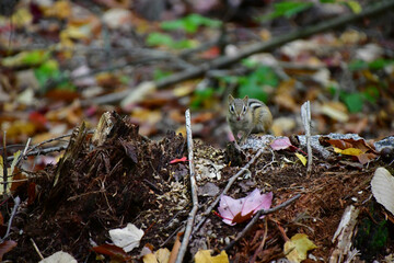 chipmunk at the white mountains. spring
