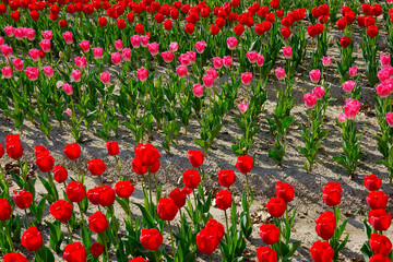 チューリップ畑