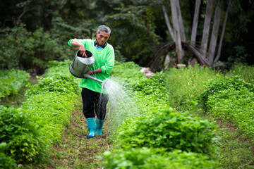 The old man watering the vegetable garden in the evening