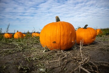 Big orange pumpkin sitting in a pumpkin patch in the week leading up to Halloween.
