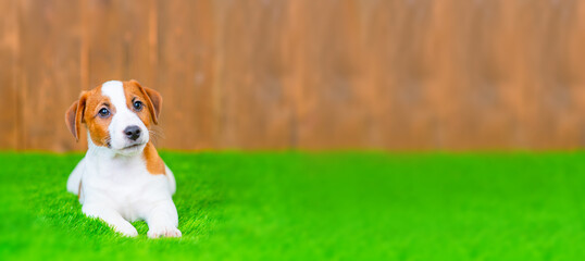 A cute little jack russell terrier puppy lies on a green lawn near a fence in the yard of the house. Stretched horizontal image for banner