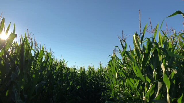 Walking through the corn maze  