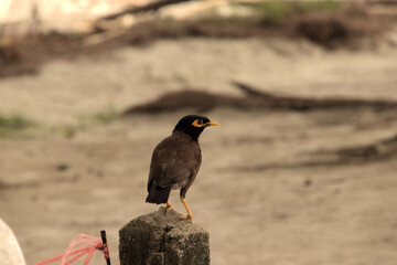 Common miner bird enjoying the sea breeze