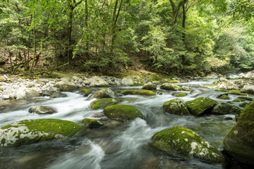 緑の森をバックに苔むした石と川の流れ