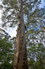 Gloucester Tree fire lookout climbing tree Pemberton Western Australia