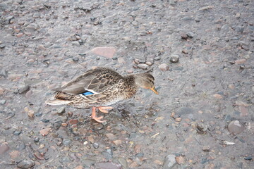 male