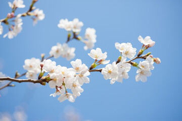 Obraz premium さくら