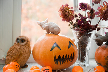 Cute white don sphynx kitten sitting on halloween pumpkin and watching through the window