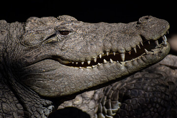 crocodile head close up