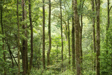 照葉樹がメインの森