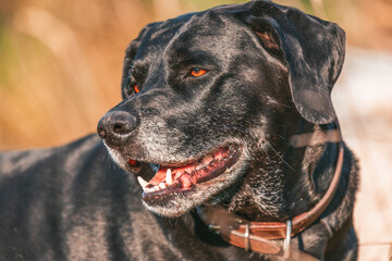 A portrait of a black labrador dog