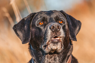 A portrait of a black labrador dog