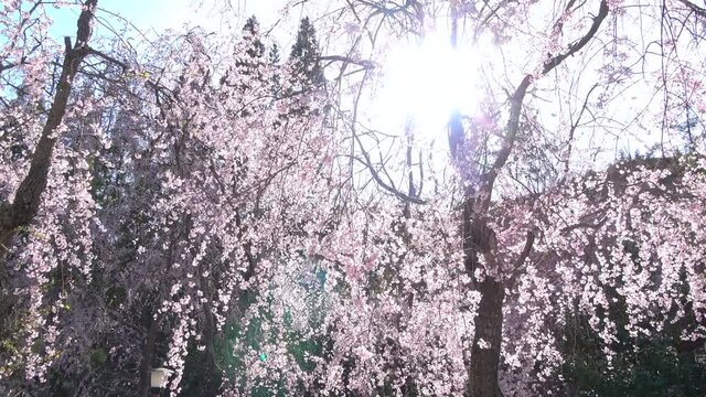 しだれ桜と青空  太陽の光  ティルト 4K  広島県世羅町 世羅甲山ふれあいの里