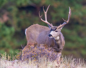 Mule Deer Buck