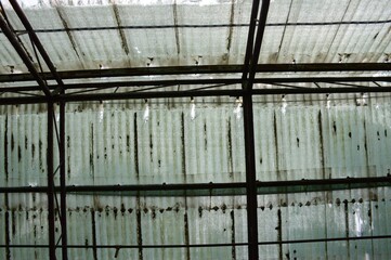 Fototapeta premium old roof in plant garden