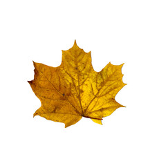 Autumn fallen maple leaf isolated on white background