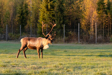 Naklejka na ściany i meble Reindeer grazing on the green field in Lapland, Northern Finland