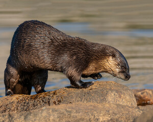 River Otter near the bank of a Colorado Lake