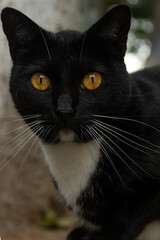 Gato negro de pecho blanco, posando en la calle
