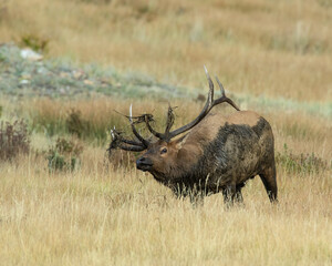 Bull Elk wallowing in the mud