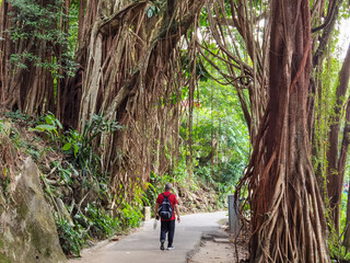 man walks under a huge India-rubber tree (Ficus elastica) over Lugard Road, Victoria Peak, Hong-Kong (Height: 25 m; Crown Spread: 28 m; age: ~ 60 years)