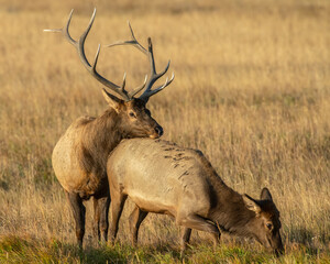Elk pair during the annual rut