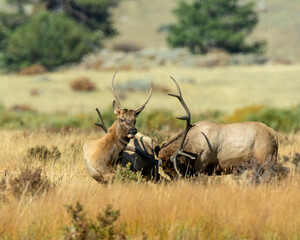 A dominant Bull Elk charging a young spike Bull during the rut