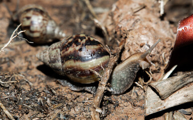 The snail on nature background.