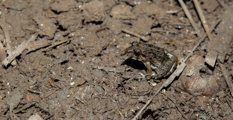 small frog sitting on soil clay from nature background.