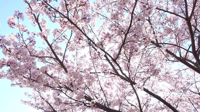 満開の桜とフレア  ソメイヨシノと青空  4K  ティルト 広島 平和記念公園の桜