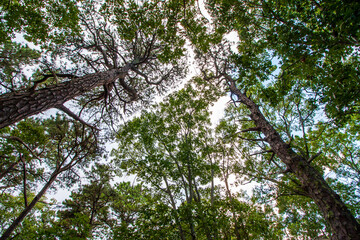 looking up through Autumn trees