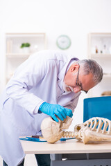 Naklejka premium Old senior anthropologist working in the lab