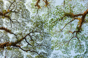 Looking up at big old tree covered with plants and moss.