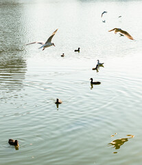 birds over water takeoff ducks sky summer